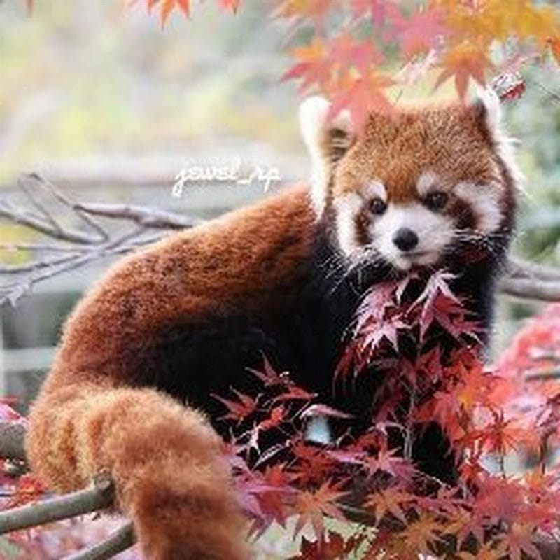 Картинки красные панды (100 фото) #84
