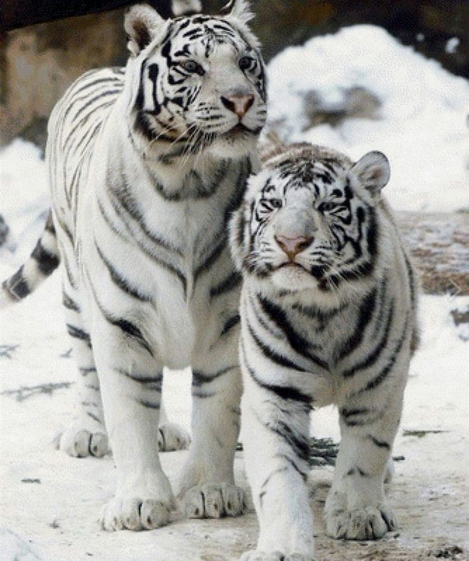 Картинки белые тигры (100 фото) #72