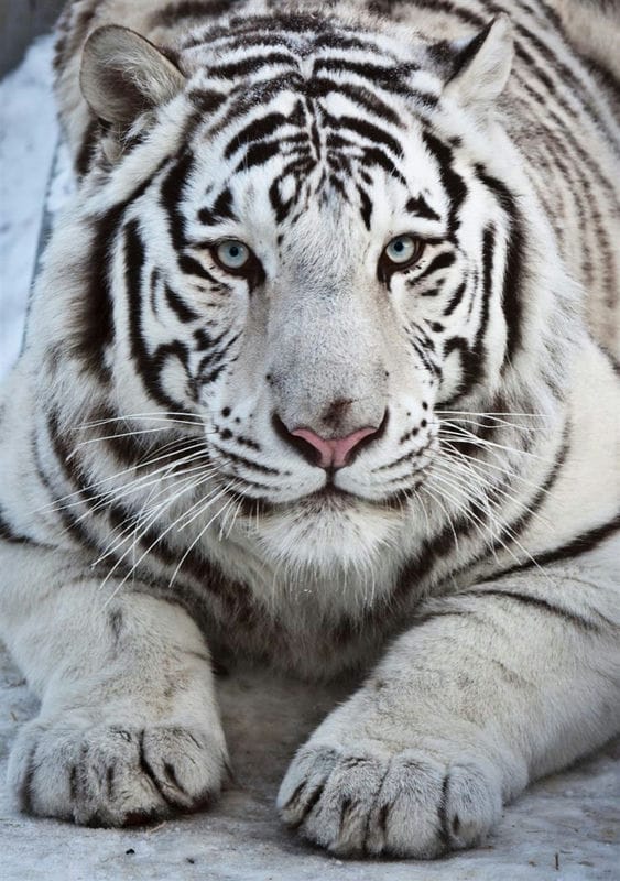 Картинки белые тигры (100 фото) #6