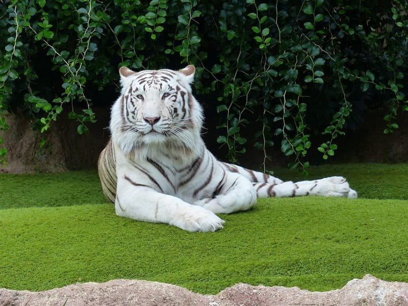 Картинки белые тигры (100 фото) #5