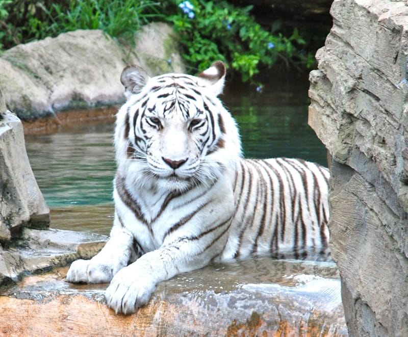 Картинки белые тигры (100 фото) #14