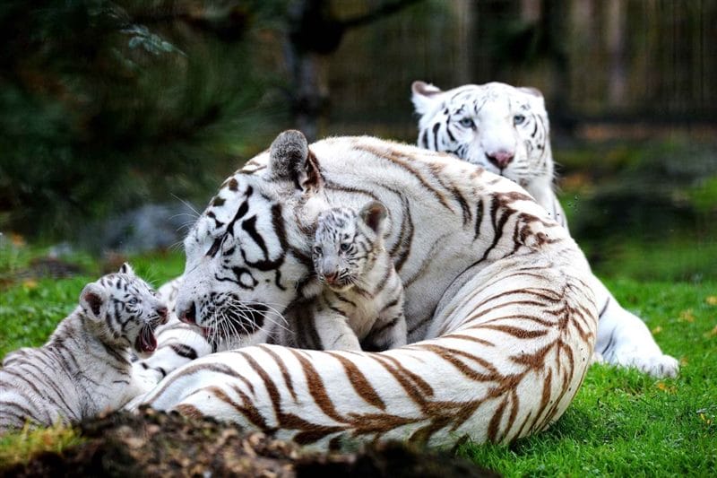 Картинки белые тигры (100 фото) #4