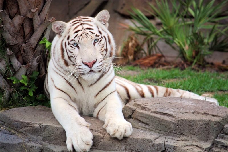 Картинки белые тигры (100 фото) #30