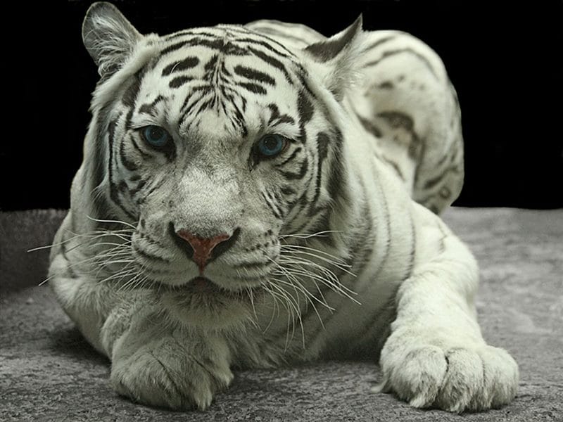 Картинки белые тигры (100 фото) #42
