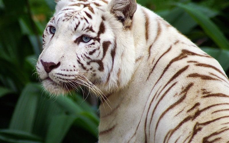 Картинки белые тигры (100 фото) #27