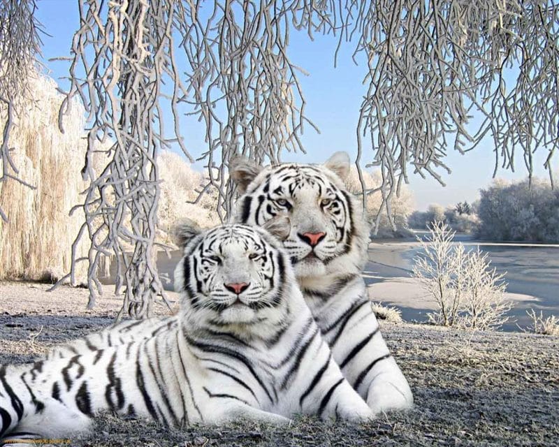 Картинки белые тигры (100 фото) #8