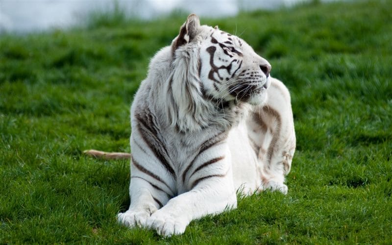 Картинки белые тигры (100 фото) #54