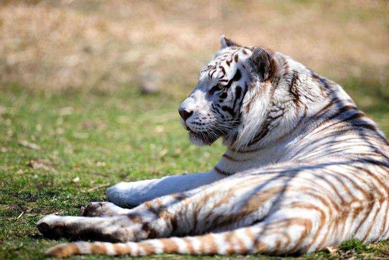 Картинки белые тигры (100 фото) #48
