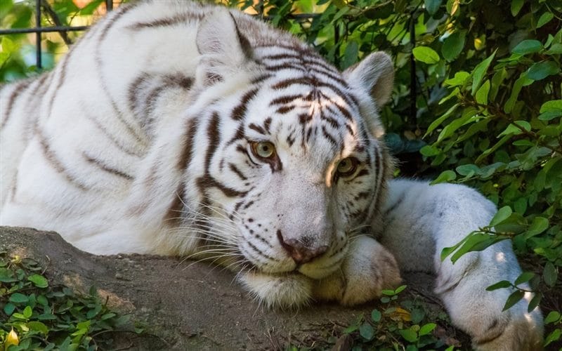Картинки белые тигры (100 фото) #68