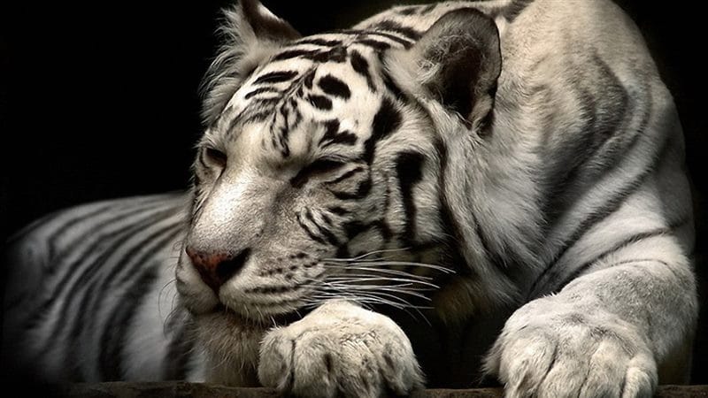 Картинки белые тигры (100 фото) #70