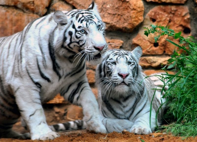 Картинки белые тигры (100 фото) #28