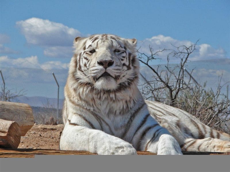 Картинки белые тигры (100 фото) #65