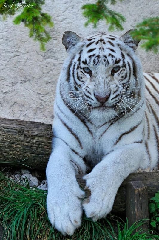 Картинки белые тигры (100 фото) #32