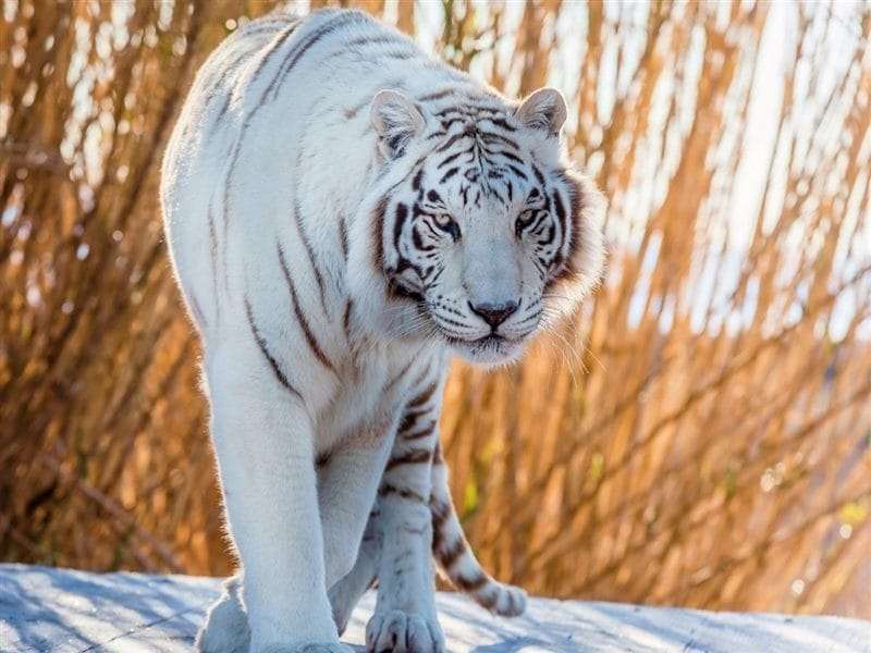 Картинки белые тигры (100 фото) #44