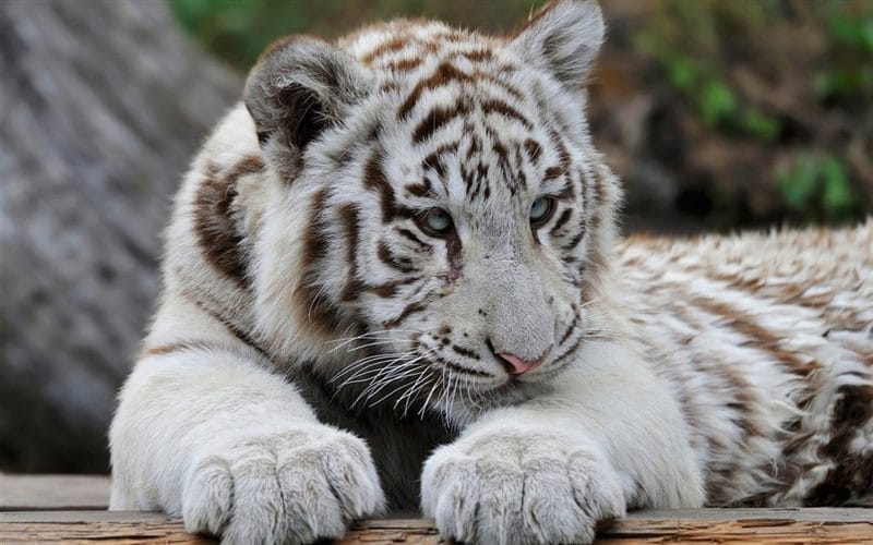 Картинки белые тигры (100 фото) #53