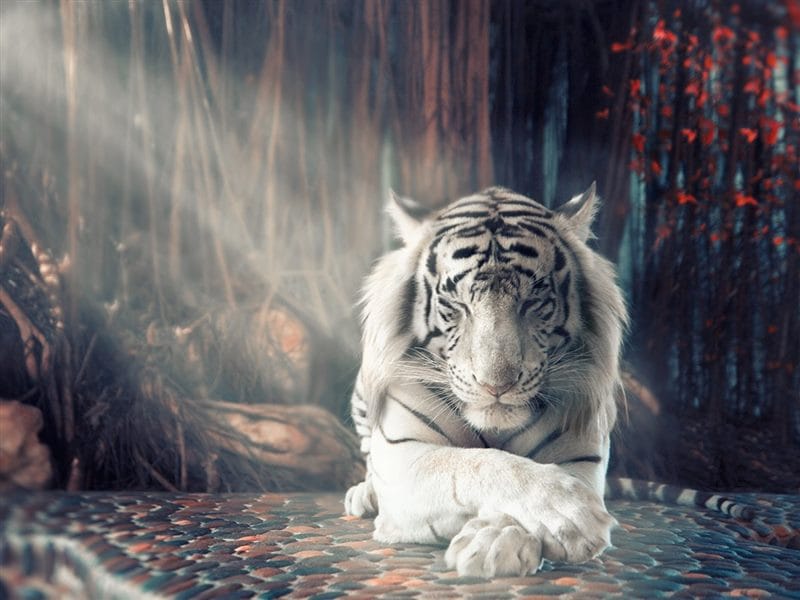 Картинки белые тигры (100 фото) #60