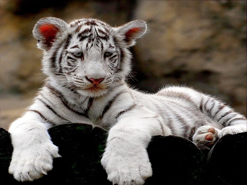 Картинки белые тигры (100 фото) #41