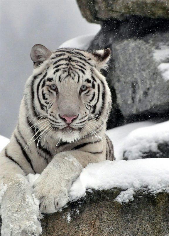 Картинки белые тигры (100 фото) #9