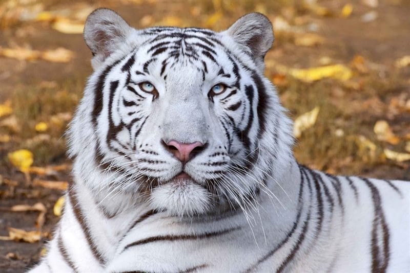 Картинки белые тигры (100 фото) #3