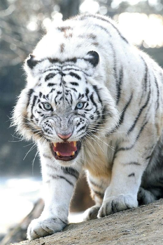 Картинки белые тигры (100 фото) #10