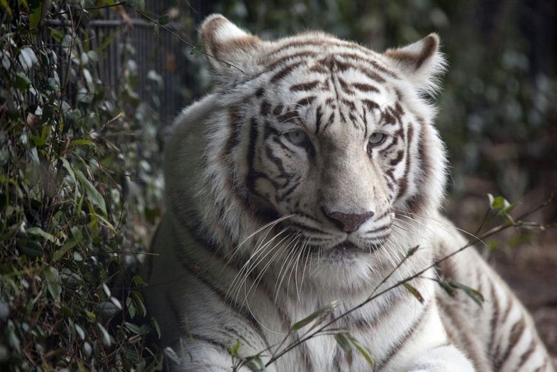 Картинки белые тигры (100 фото) #46