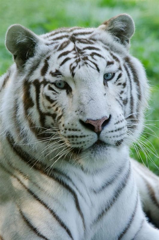 Картинки белые тигры (100 фото) #7