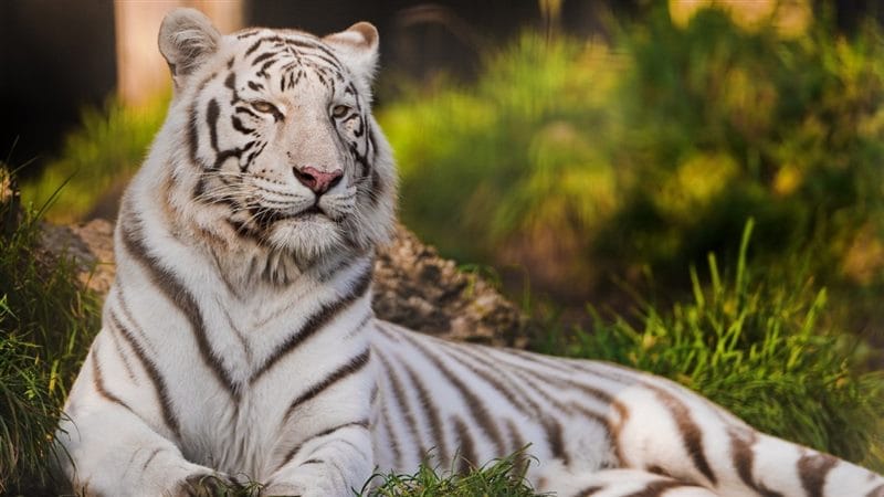 Картинки белые тигры (100 фото) #87