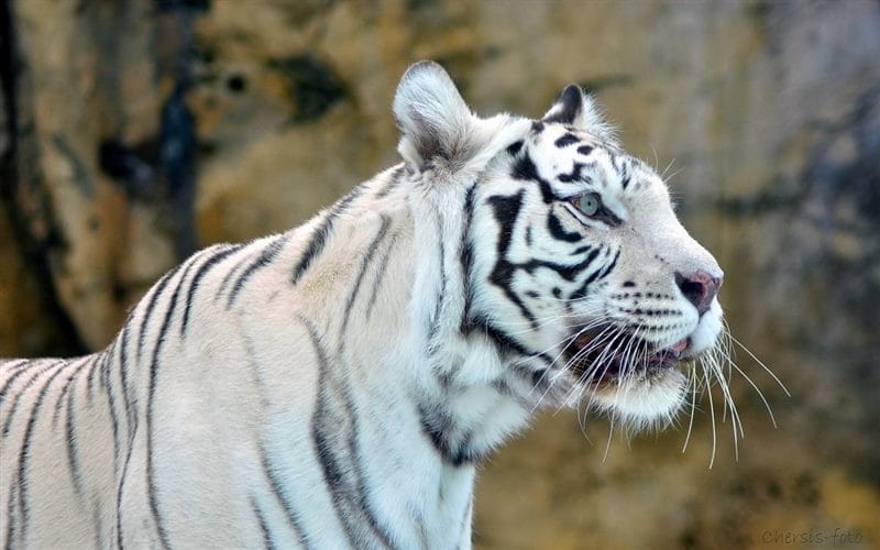 Картинки белые тигры (100 фото) #64