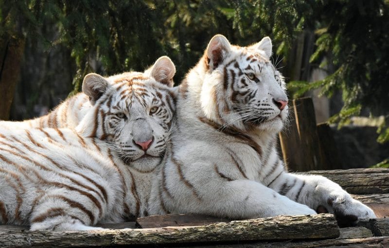 Картинки белые тигры (100 фото) #23