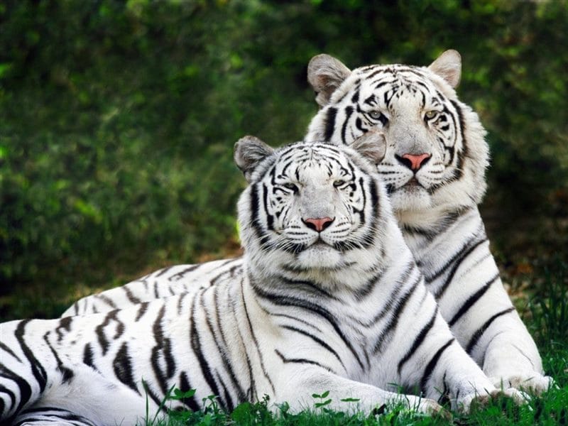 Картинки белые тигры (100 фото) #1