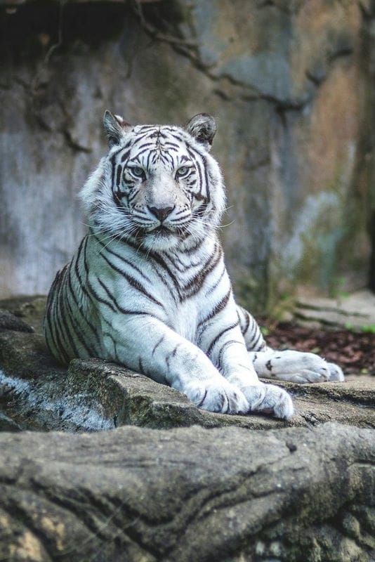 Картинки белые тигры (100 фото) #78