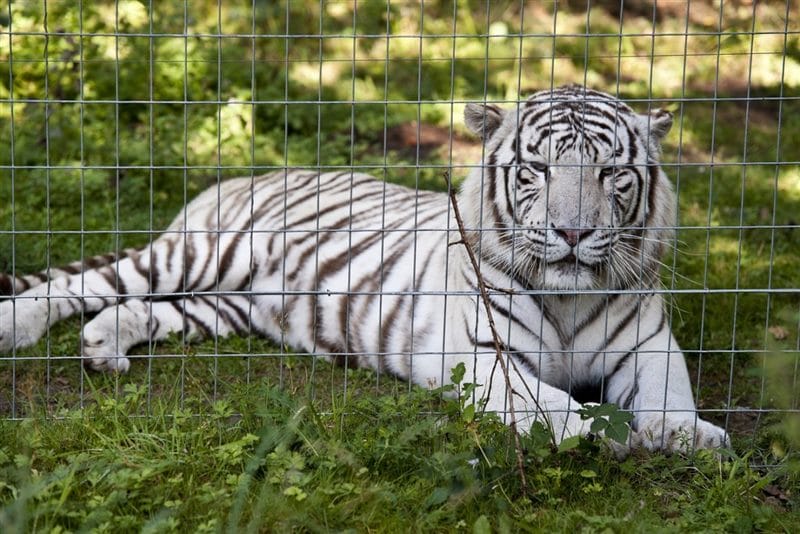 Картинки белые тигры (100 фото) #95