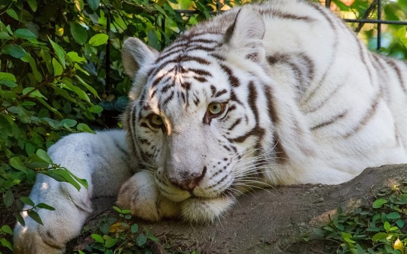 Картинки белые тигры (100 фото) #24