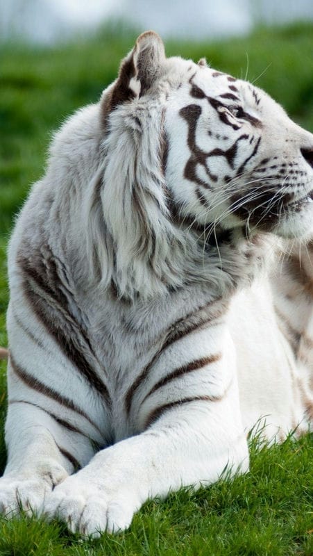 Картинки белые тигры (100 фото) #22