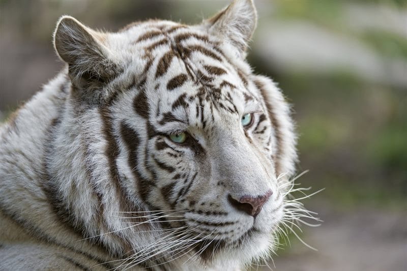Картинки белые тигры (100 фото) #35