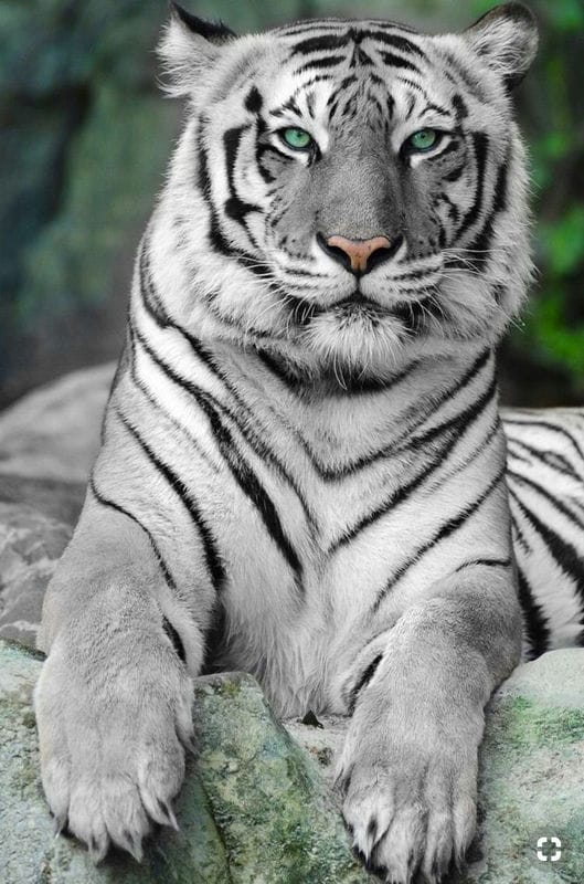 Картинки белые тигры (100 фото) #43