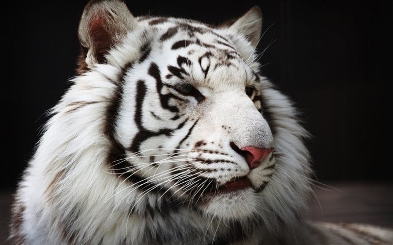 Картинки белые тигры (100 фото) #77
