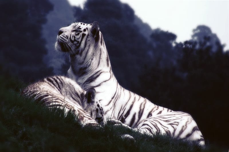 Картинки белые тигры (100 фото) #92