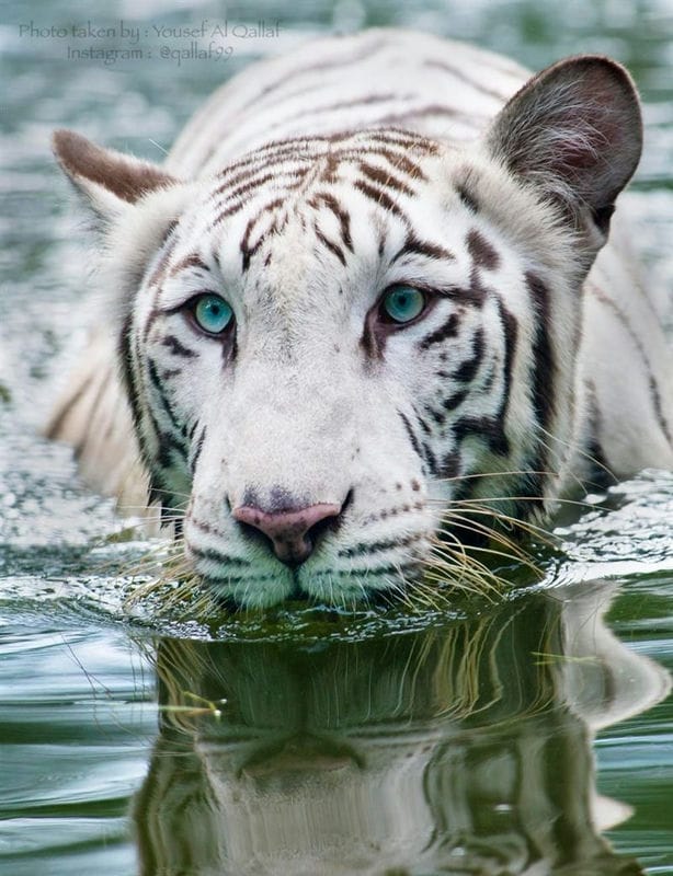Картинки белые тигры (100 фото) #19