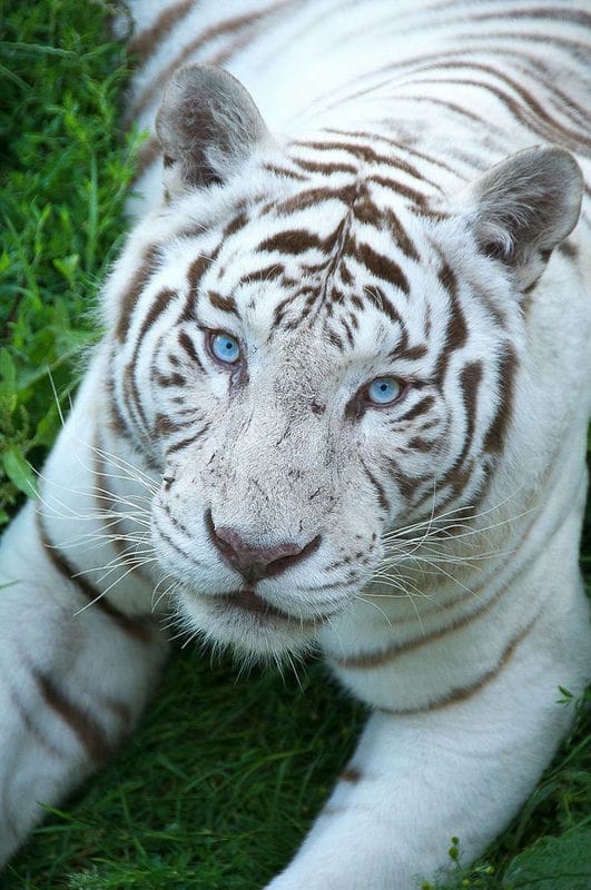 Картинки белые тигры (100 фото) #37