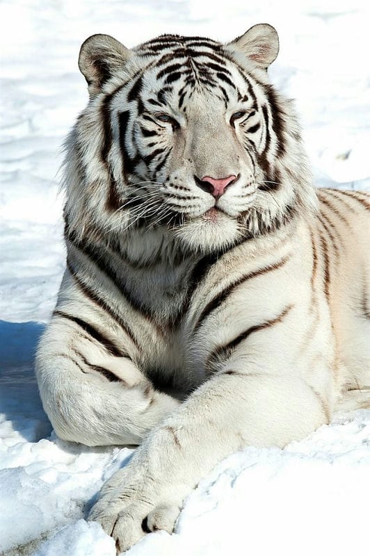 Картинки белые тигры (100 фото) #97
