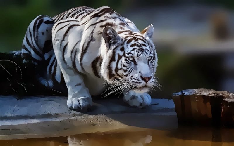 Картинки белые тигры (100 фото) #88