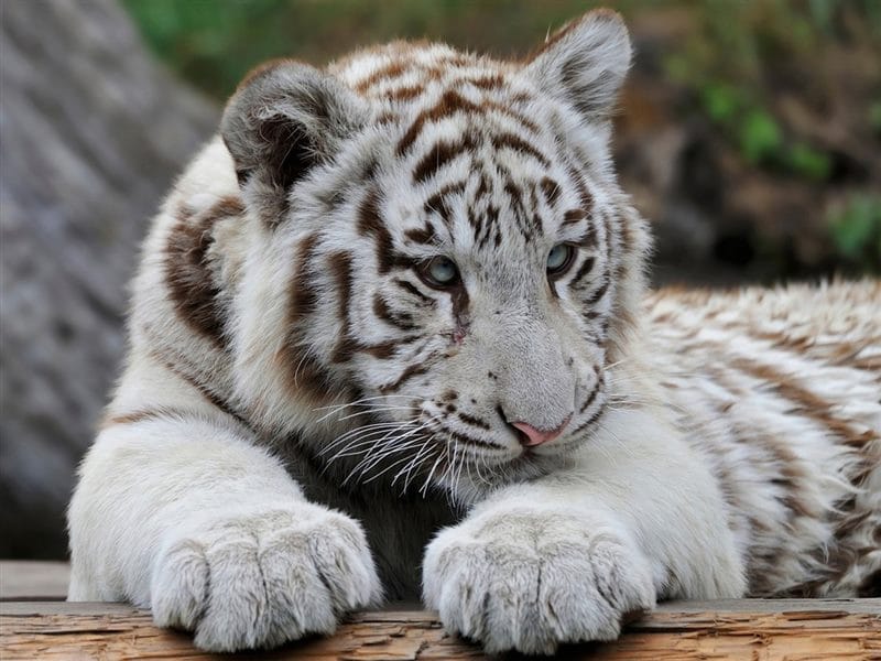 Картинки белые тигры (100 фото) #26