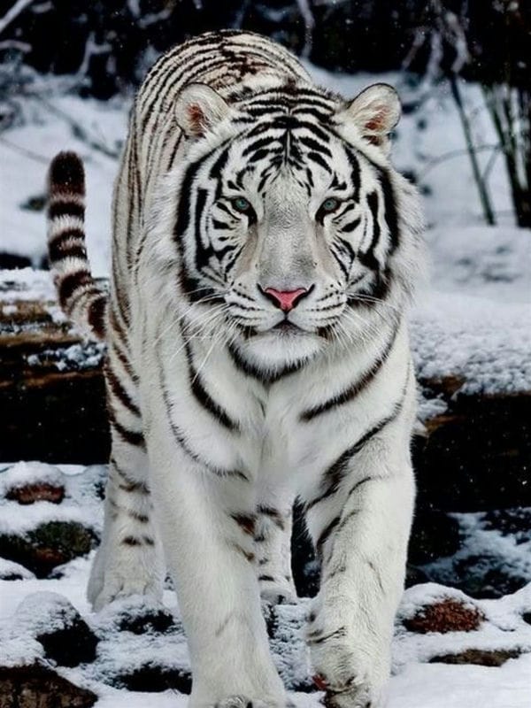 Картинки белые тигры (100 фото) #12