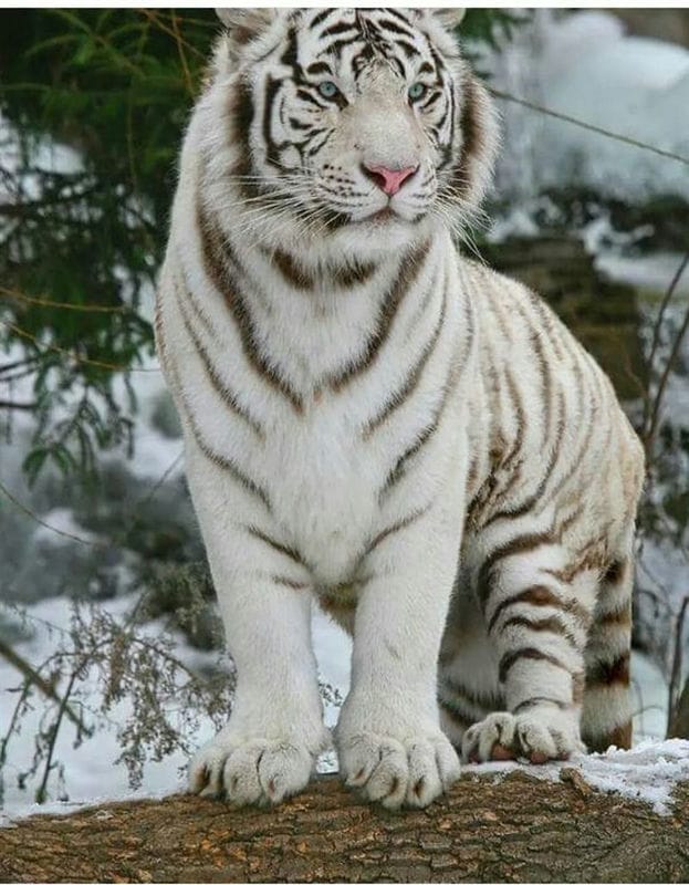 Картинки белые тигры (100 фото) #31
