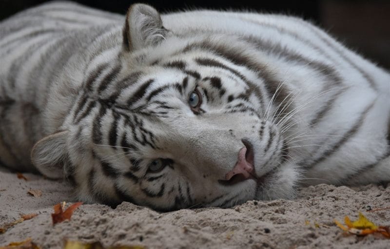 Картинки белые тигры (100 фото) #80