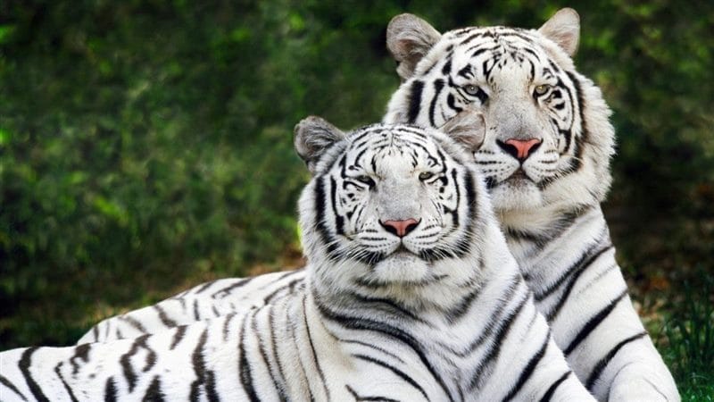 Картинки белые тигры (100 фото) #56