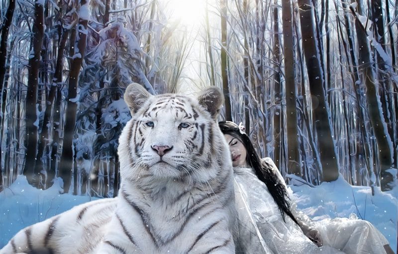 Картинки белые тигры (100 фото) #17