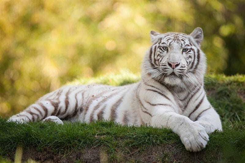 Картинки белые тигры (100 фото) #49