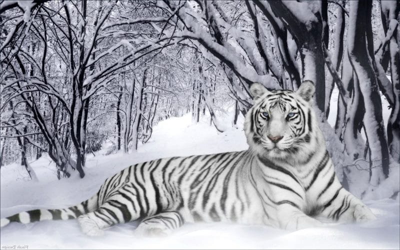 Картинки белые тигры (100 фото) #20